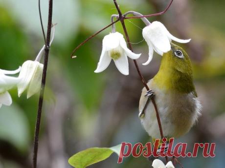 Живая природа