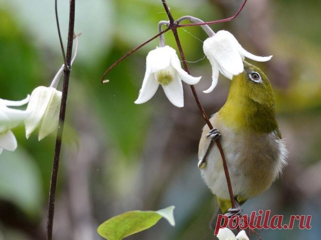 Живая природа