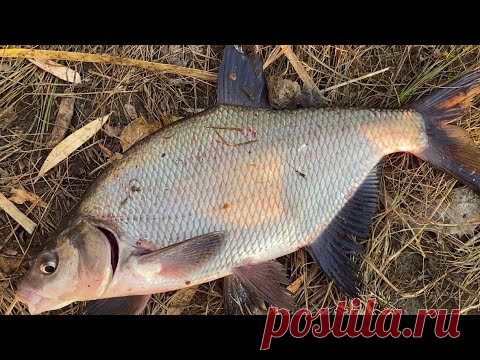 Попал на раздачу крупного леща. Рыбалка на фидер. Ловля леща на фидер. Рыбалка 2021 - YouTube