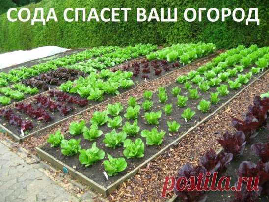 (5) Одноклассники