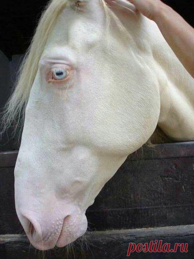 14 редких примеров животных-альбиносов, которые вас удивят . Тут забавно !!!