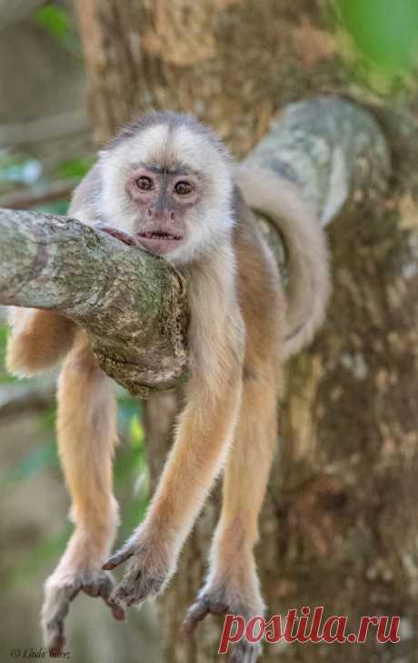 JustHangingOut_White-frontedCapuchin-Brazil_2234-LindaJVillers-2.jpg (663×1050)