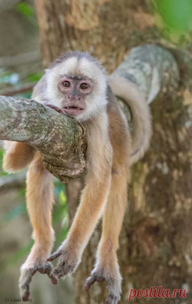 JustHangingOut_White-frontedCapuchin-Brazil_2234-LindaJVillers-2.jpg (663×1050)