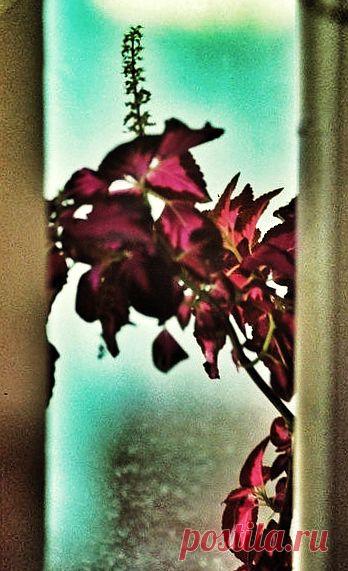 Зима за окном!