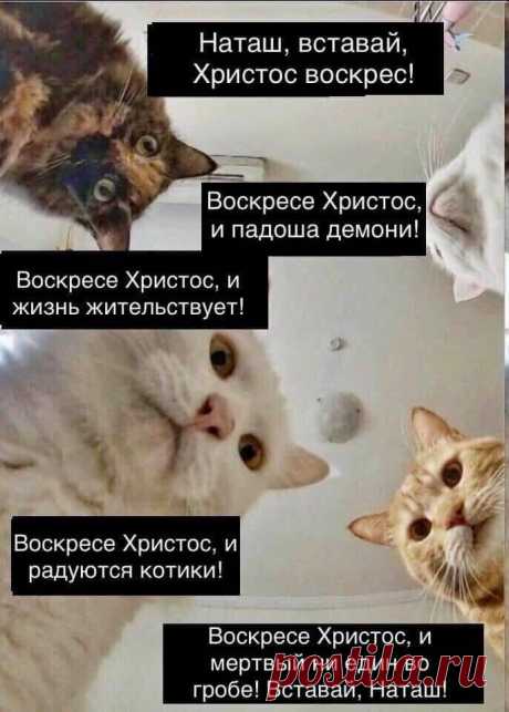Наташ, ты спишь?: подборка мемов с котиками Наташи, которые