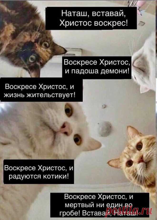 Наташ, ты спишь?: подборка мемов с котиками Наташи, которые