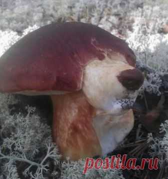 гриб собаченок