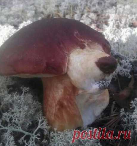 гриб собаченок