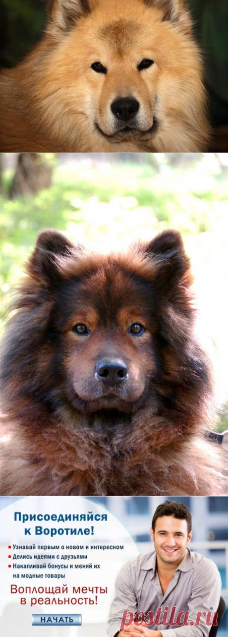 Собака-порода Евразиер — Воротила