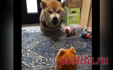 Пёс ругается с игрушкой-повторюшкой. Видео растрогало Сеть