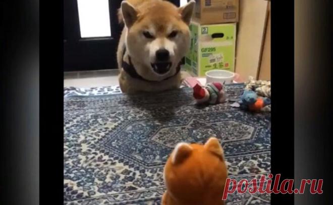 Пёс ругается с игрушкой-повторюшкой. Видео растрогало Сеть