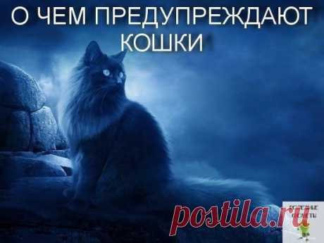 (83) Одноклассники