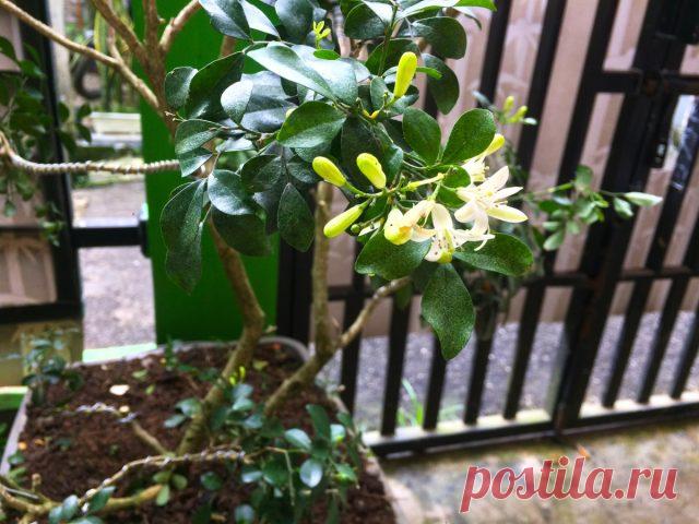 Мой опыт с муррайей, или Как я подружилась с цветком императоров &mdash; Ботаничка