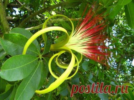 Фуксия, Петуния, Калибрахоа, Пеларгония, Вербена