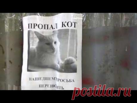 Creeped out when this "Missing cat" poster turned his head as I walked by