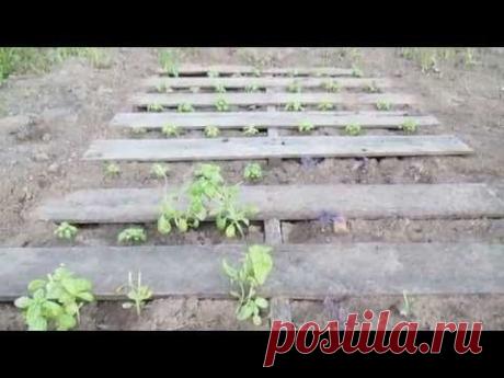 Избавляемся от сорняков БЕЗ ПРОПОЛКИ.