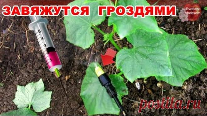 ОГУРЦЫ СРАЗУ ВЯЖУТСЯ ПУЧКАМИ ПОСЛЕ ЭТОЙ АПТЕЧНОЙ ПОДКОРМКИ И ЗЕЛЕНЦЫ НАРАСТАЮТ ДО ОКТЯБРЯ