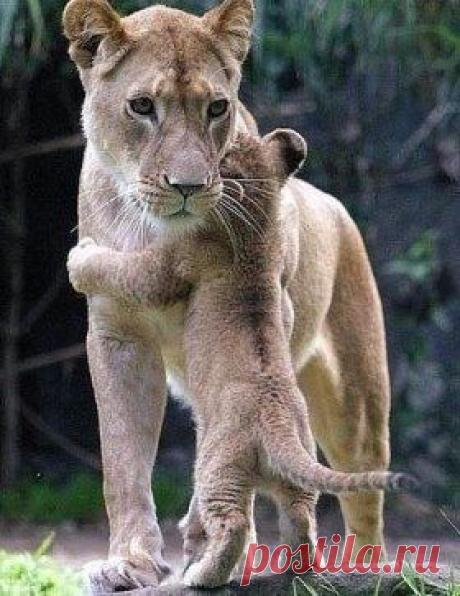 Одним словом ...... МАМА