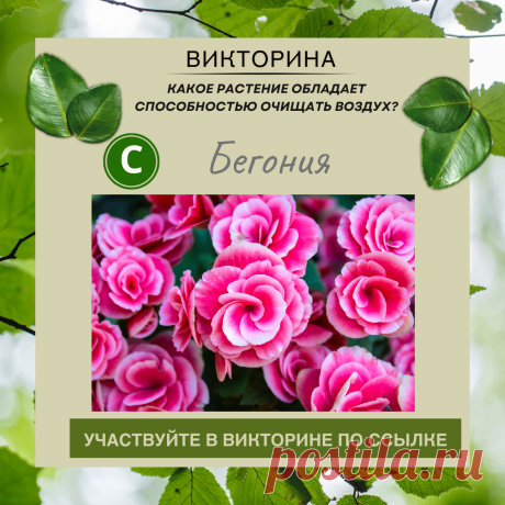 Какое растение обладает способностью очищать воздух? - Узнайте правильный ответ в нашей викторине по ссылке