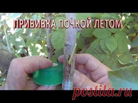 Как привить яблоню летом.Окулировка летом.Сроки прививки деревьев.Садоводство и огородничество