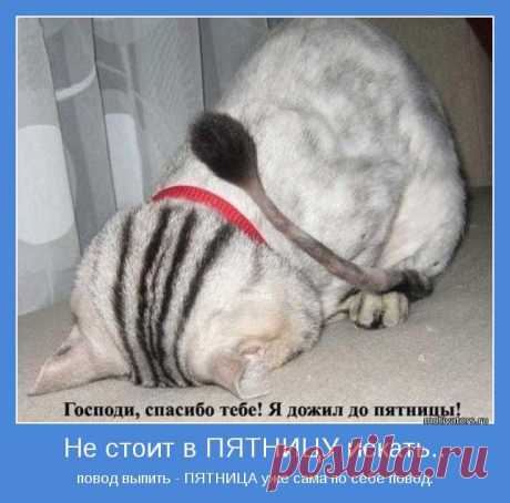 Анекдотики коротенькие, но симпатишные для хорошего настроения в пятницу
