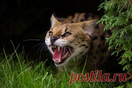 Сервал – африканская дикая кошка, которую можно встретить на территории 34 стран континента. На сервалов много лет охотились не только из-за их меха – в некоторых частях Африки мясо этого животного считалось особым деликатесом. В 90-х годах прошлого столетия сервалы попали в Красную книгу МСОП как вид, находящийся под угрозой исчезновения, однако с тех пор положение улучшилось и теперь эти красивейшие животные находятся в категории «Виды, вызывающие наименьшие опасения». Фотограф – Елена…