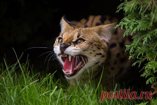 Сервал – африканская дикая кошка, которую можно встретить на территории 34 стран континента. На сервалов много лет охотились не только из-за их меха – в некоторых частях Африки мясо этого животного считалось особым деликатесом. В 90-х годах прошлого столетия сервалы попали в Красную книгу МСОП как вид, находящийся под угрозой исчезновения, однако с тех пор положение улучшилось и теперь эти красивейшие животные находятся в категории «Виды, вызывающие наименьшие опасения». Фотограф – Елена…