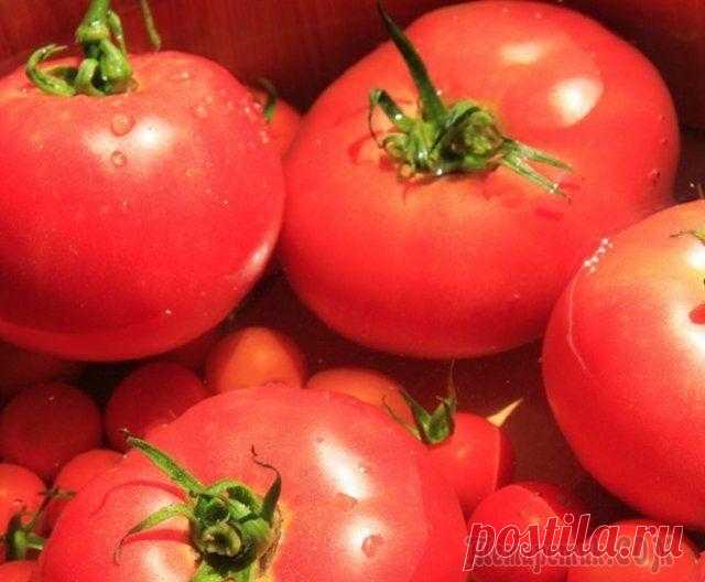 Самые неприхотливые сорта томатов Томаты − это южная культура, однако есть разные сорта и гибриды, позволяющие выращивать неплохой урожай даже в самых сложных условиях. Главное, правильно подобрать растения для своего участка.
Выбирая...