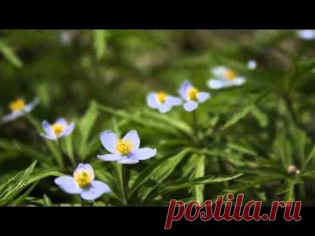 Сергей Селиванов Лирическая Пьеса (Скрипка)/ Sergei Selivanov Lyric Pieces ( Violin )