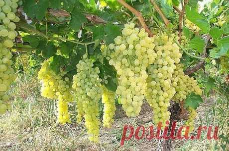 Как выращивать виноград

Выращиваю виноград на своем участве уже 8 лет. Очень нравится мне эта культура своей неприхотливостью. А какой урожай можно получить при правильной обрезке и уходе. Глаз радуется! Попалась мне статья в одной брошурке и привлекла мое внимание. Решила я попробовать тоже выращивать виноград по этому методу и результат меня сильно порадовал. Уже на 3 год получила полноценный урожай.
Крупный виноград – это здорово!
Сорт Тайфи я решила сформировать по те...