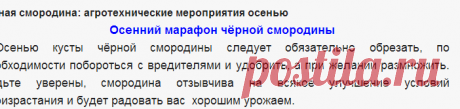 Чёрная смородина: агротехнические мероприятия осенью - Сады Сибири