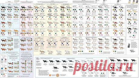 Руководство по окрасу шерсти домашней кошки