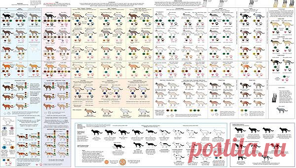 Руководство по окрасу шерсти домашней кошки