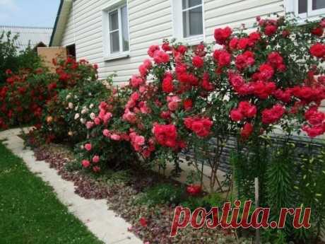 Йод и молоко прогнали тлю с моих роз 
 
Тля, пожалуй, самый отвратительный и живучий вредитель, который может поселиться в вашем саду. Вроде бы вот, расправились с ней, и в саду красота. Но через неделю глядишь, а тля как будто никуда и не пропадала. Все так же сидит на листьях роз и кустарников, и портит внешний вид растений. 
 
Я нашла и тле управу. Для борьбы с ней вам понадобятся: распылитель или 2-литровая бутылка, шприц, 100 мл молока и пузырек йода. В распылитель наберите 1 л воды. В шпри