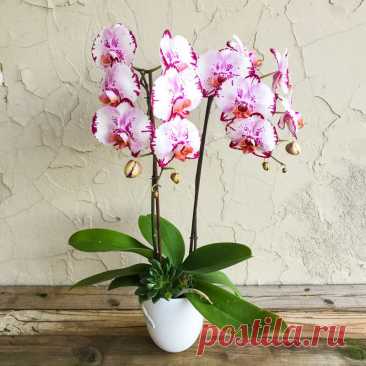 Комнатное растение Фаленопсис (Phalenopsis). Род получил свое название благодаря сходству с бабочками (греч. phalania - "ночная бабочка", opsis - "сходство"). Около 70 видов фаленопсисов произрастают на территории Южной и Юго-Восточной Азии, Филиппин, Новой Гвинеи и Северо-Восточной Австралии.