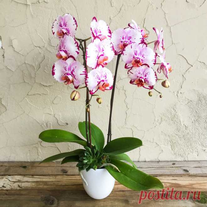 Комнатное растение Фаленопсис (Phalenopsis). Род получил свое название благодаря сходству с бабочками (греч. phalania - "ночная бабочка", opsis - "сходство"). Около 70 видов фаленопсисов произрастают на территории Южной и Юго-Восточной Азии, Филиппин, Новой Гвинеи и Северо-Восточной Австралии. Группу гибридов и форм искусственного и естественного происхождения называют фаленопсисом гибридным (Ph.hybridum).
