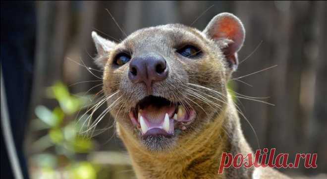 Фосса — «дикая кошка» с Мадагаскара.