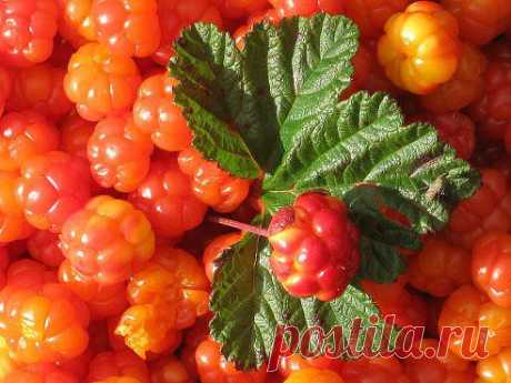 Морошка. Северная ягода.
Татьяна Беляева

Морошка.......Спасибо всем,кто заглянул на мою страничку,за оценки.