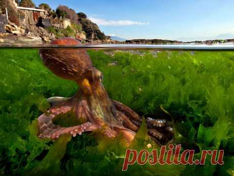 10 уникальных полуподводных фотографий • НОВОСТИ В ФОТОГРАФИЯХ