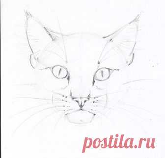 Рисуем кошачью мордочку — Сделай сам, идеи для творчества - DIY Ideas