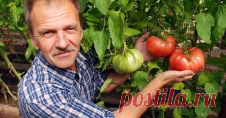 ОПЫТ ВЫРАЩИВАНИЯ ТОМАТОВ ОТ ОДНОЙ ОГОРОДНИЦЫ
Сохраните, чтобы не потерять!
Мои СЕКРЕТЫ:
Люблю высокорослые сорта томатов. 
Я сажаю по 2 растения, выравнивая верхушки , соединив стебли вместе.
Они друг друга поддерживают.
Сажаю в траншейки, что бы полив достиг не на 3 см, а пролить глубиной 30 — 35 см. Тогда корневая система будет формироваться на такой глубине, и не будет подвержена весенним похолоданиям и летней жаре. в верхнем слое почвы. Ведь болезни томатов, в основном, провоцируются р