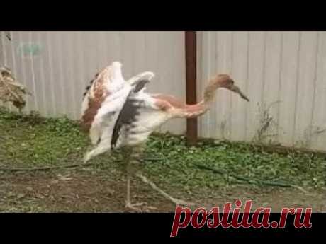 Кто такие стерхи