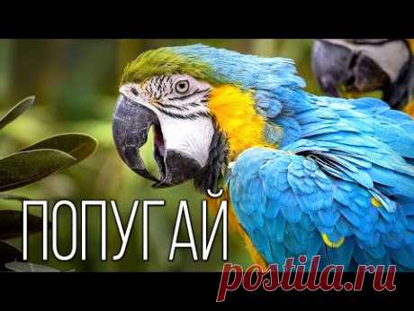 Попугай: Птица Говорун | Интересные факты про попугаев