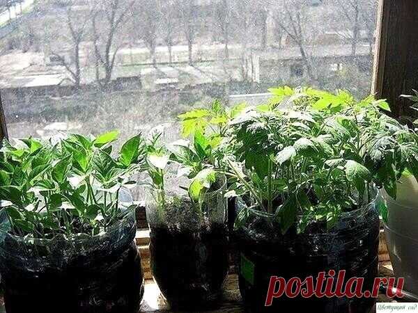 УПРОЩЕННЫЙ СПОСОБ ВЫРАЩИВАНИЯ РАССАДЫ