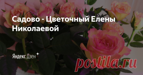 Садово - Цветочный Елены Николаевой | Яндекс Дзен