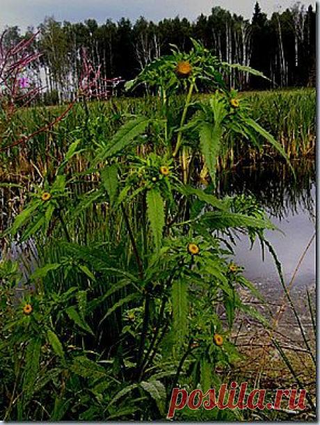 Свойства череды