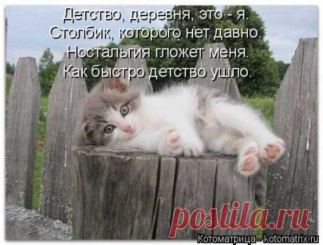Самые крутые котоматрицы / Питомцы