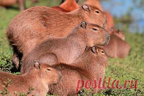 The cute creatures