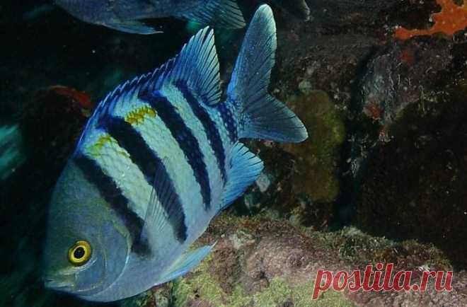 Узкополосый абудефдуф, Abudefduf vaigiensis (Лат.)
Размеры 12 - 18 см 
Глубина 1 - 15 М 
В Красном море встречается повсеместно. Обычно эти рыбы образуют значительные скопления на небольшой глубине у края рифа. Очень любопытные рыбы, аквалангистов совершенно не боятся. Питаются водорослями, зоопланктоном и мелкими донными беспозвоночными. Молодь встречается среди плавающих водорослей, иногда собирается в большие стаи в спокойной воде - в лагунах и заливах.