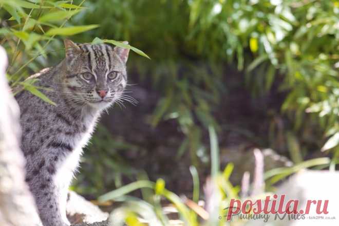 Редкие кошки и еще более редкие котята | Разговор 2 ПН